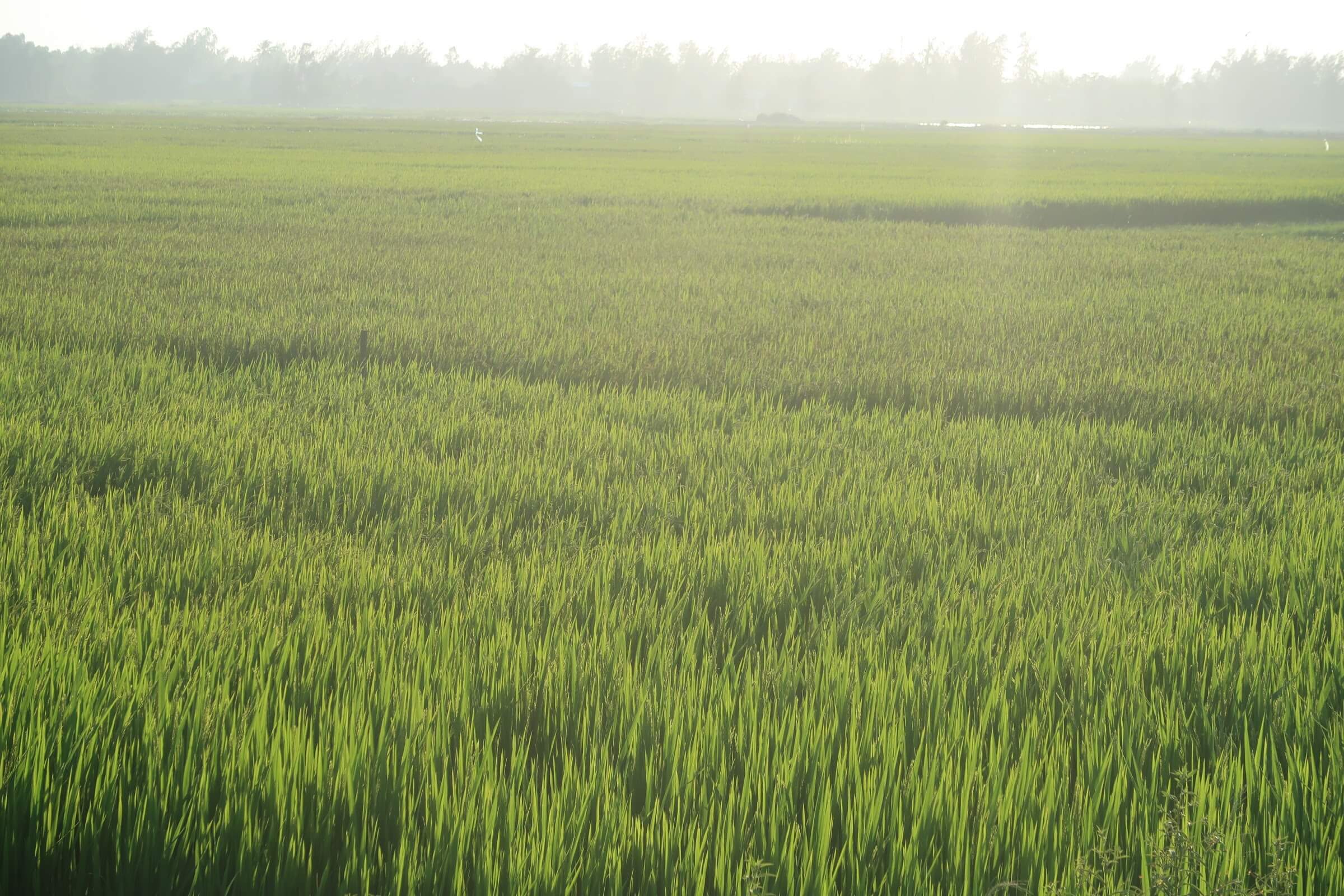 Day 5: Exploring Da Nang by Scooter in Hoi An Ancient Town