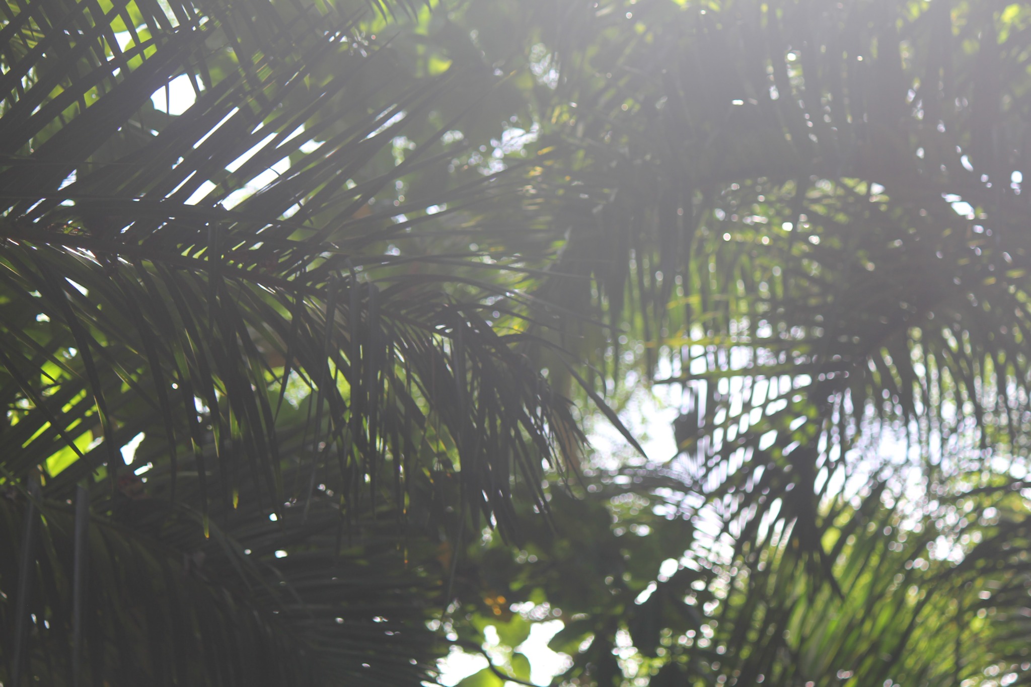 Exploring the SSR Botanical Garden in Mauritius