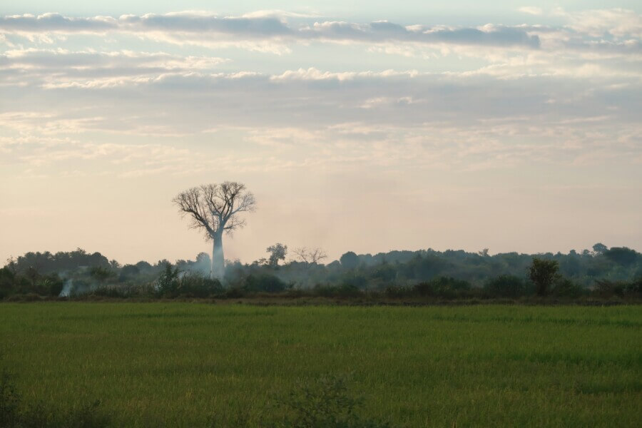 Driving from Antananarivo to Morondava – Arriving in the Land of Baobabs