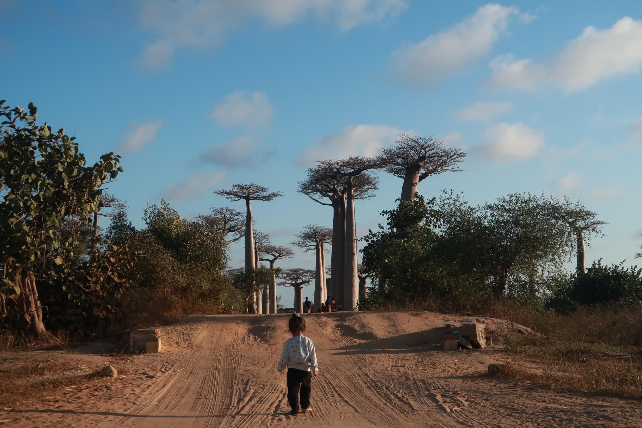 Sunset at Baobab Avenue in Morondava, Madagascar
