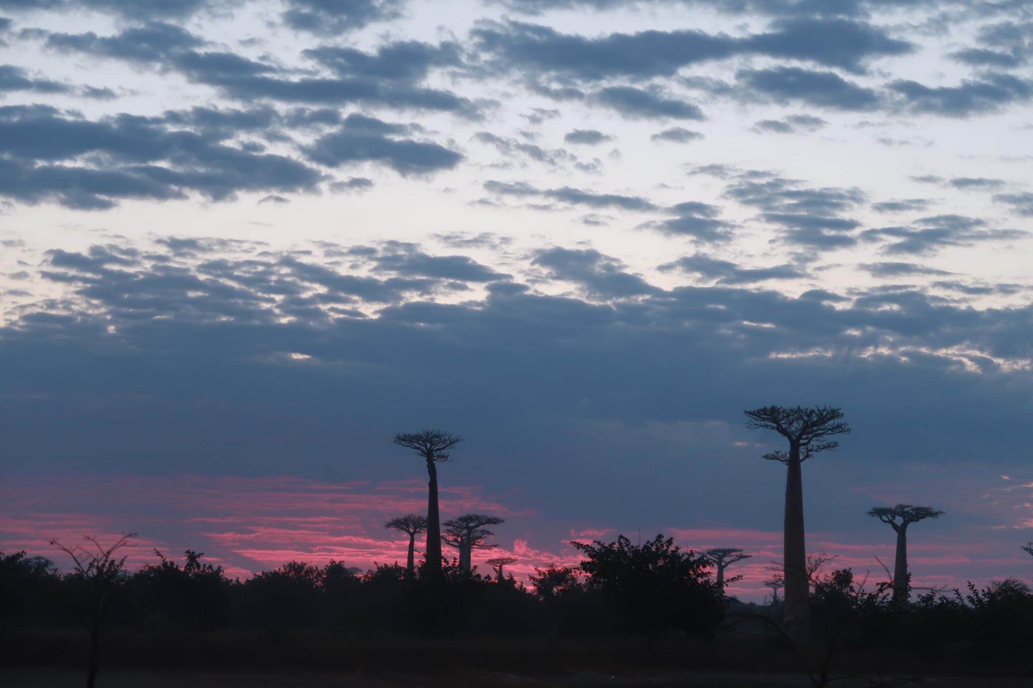 Day 63: Sunrise at Baobab Avenue in Morondava, Madagascar