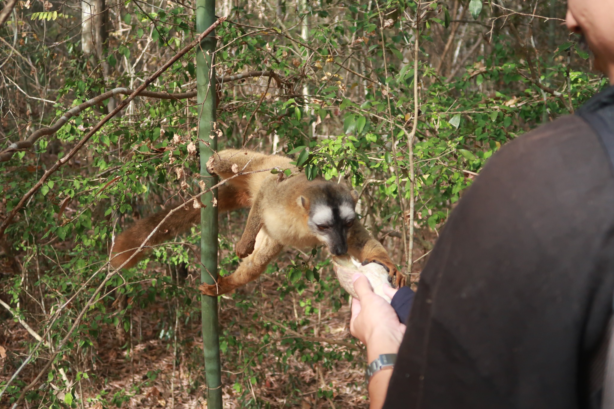Day 64: Exploring Kirindy National Park in Madagascar