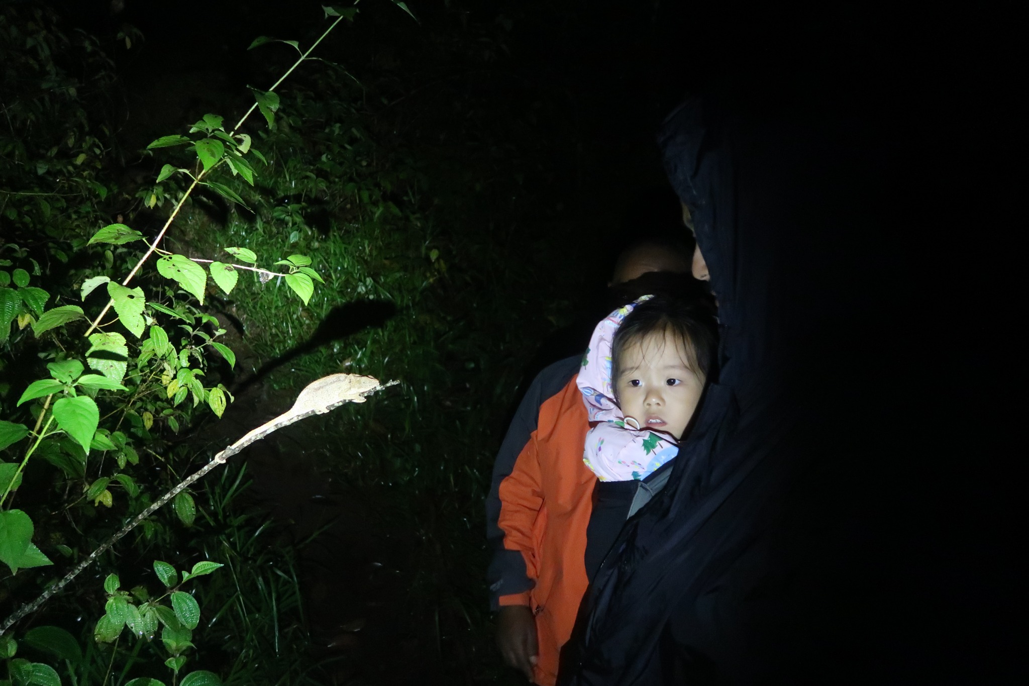 Day 67: Madagascar Andasibe Night Walking Tour