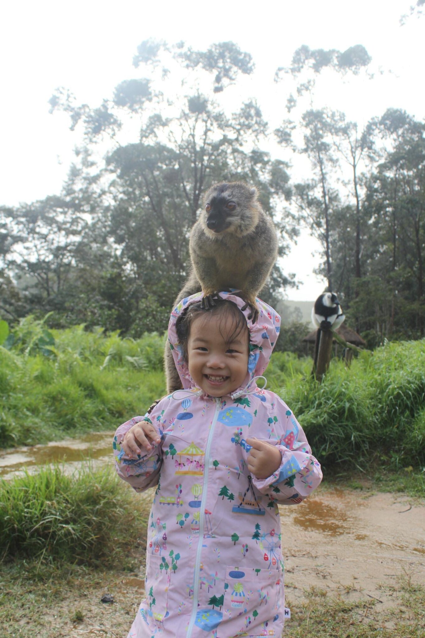 Day 67: Madagascar Andasibe Vakona Forest Tour