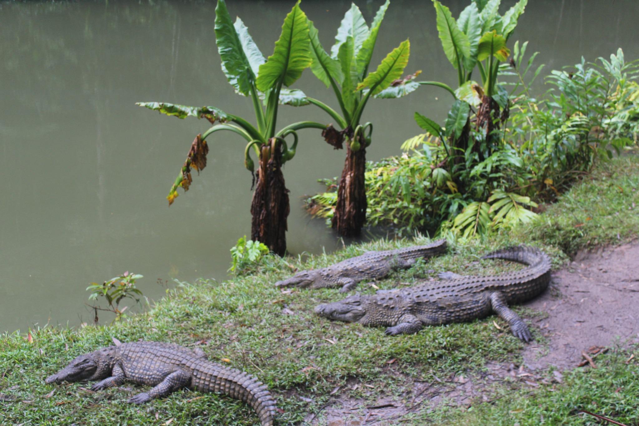 Madagascar Andasibe Vakona Forest Tour with baby