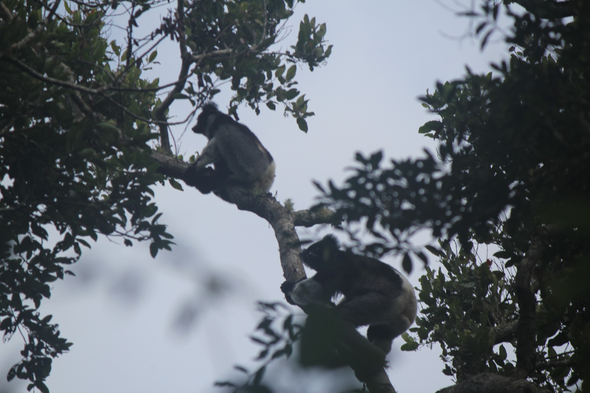 Day 68: Madagascar Andasibe: Exploring the Wild at V.O.I Forest