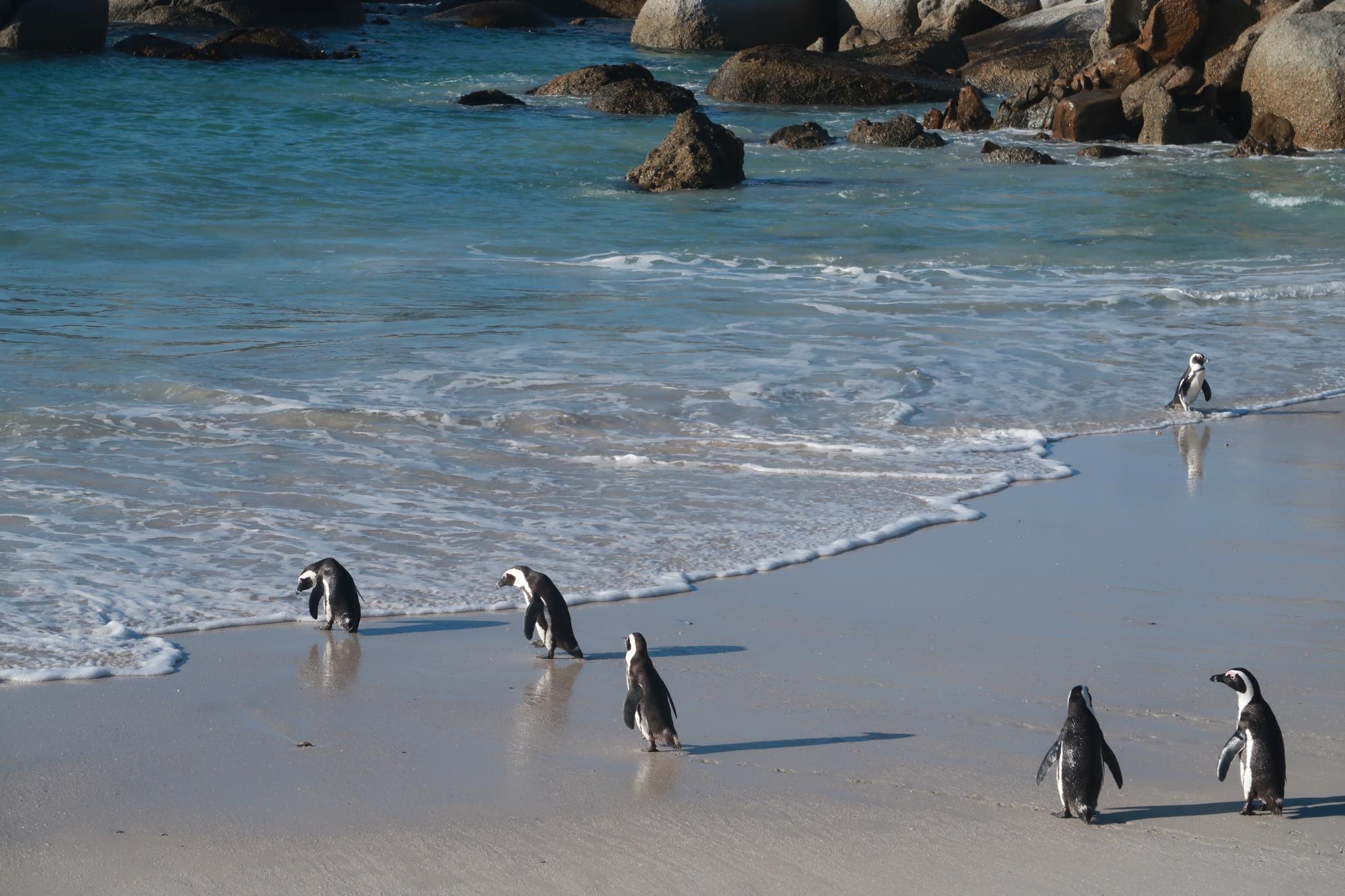Boulders Beach with a Baby – Penguin Encounters in Cape Town