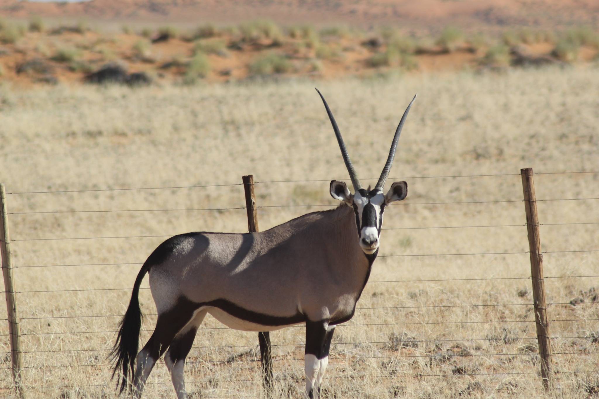 Our Family, Journeying Mile After Mile on the Roads of Namibia