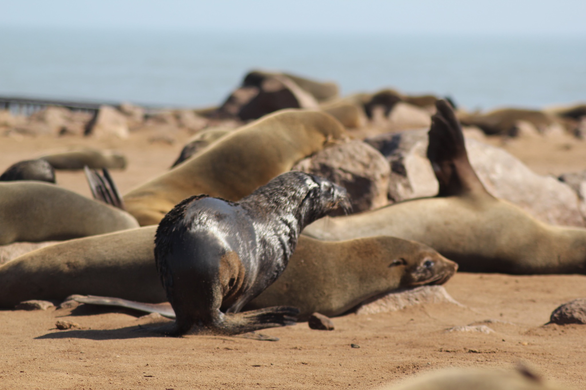 Sweetie’s Long-Awaited Encounter with Seals and Flamingos